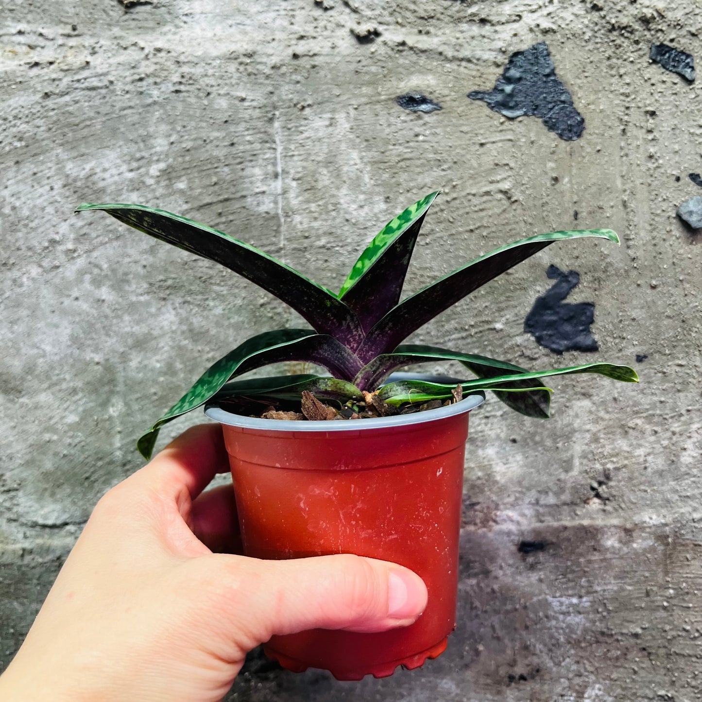 Paphiopedilum venustum, 9 cm pot