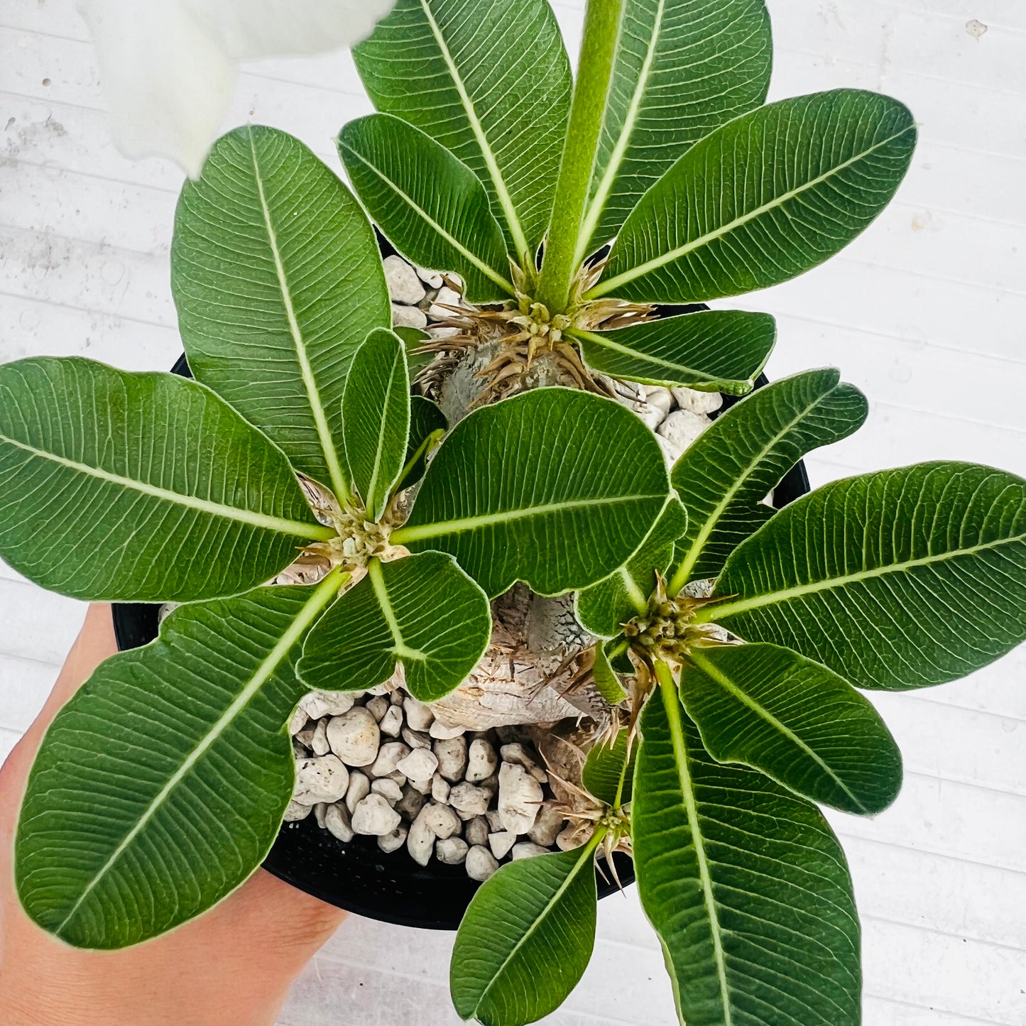 Pachypodium eburneum liten, barroted plante