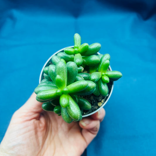 Sedum hernandezii, 6 cm potte