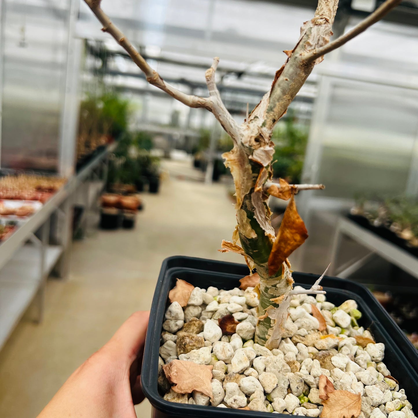 Commiphora wigtii, barroted plante