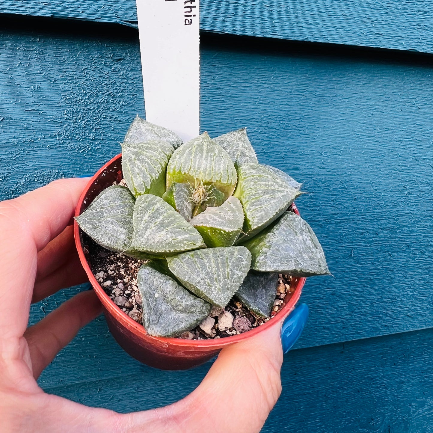 Haworthia sp. 1, 7 cm potte