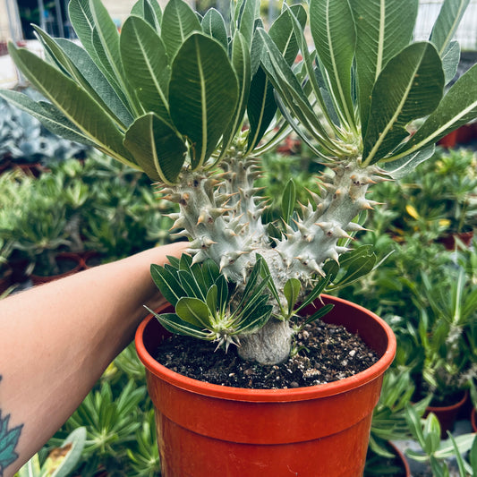 Pachypodium densiflorum, 24 cm potte