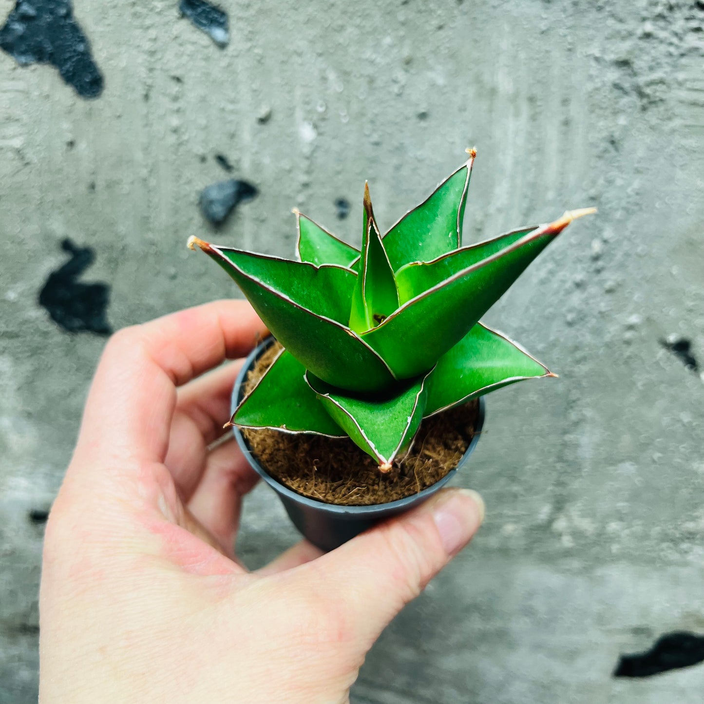 Sansevieria Abbey Crown, 6 cm pot