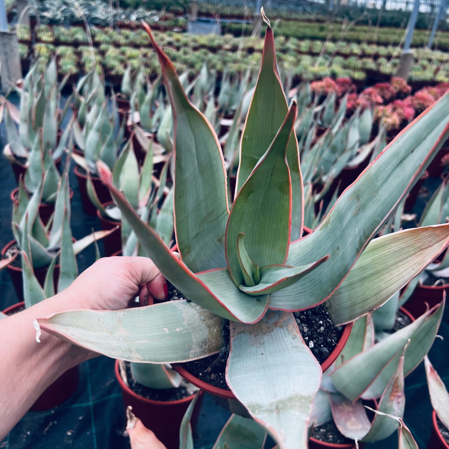 Aloe striata, 17 cm potte