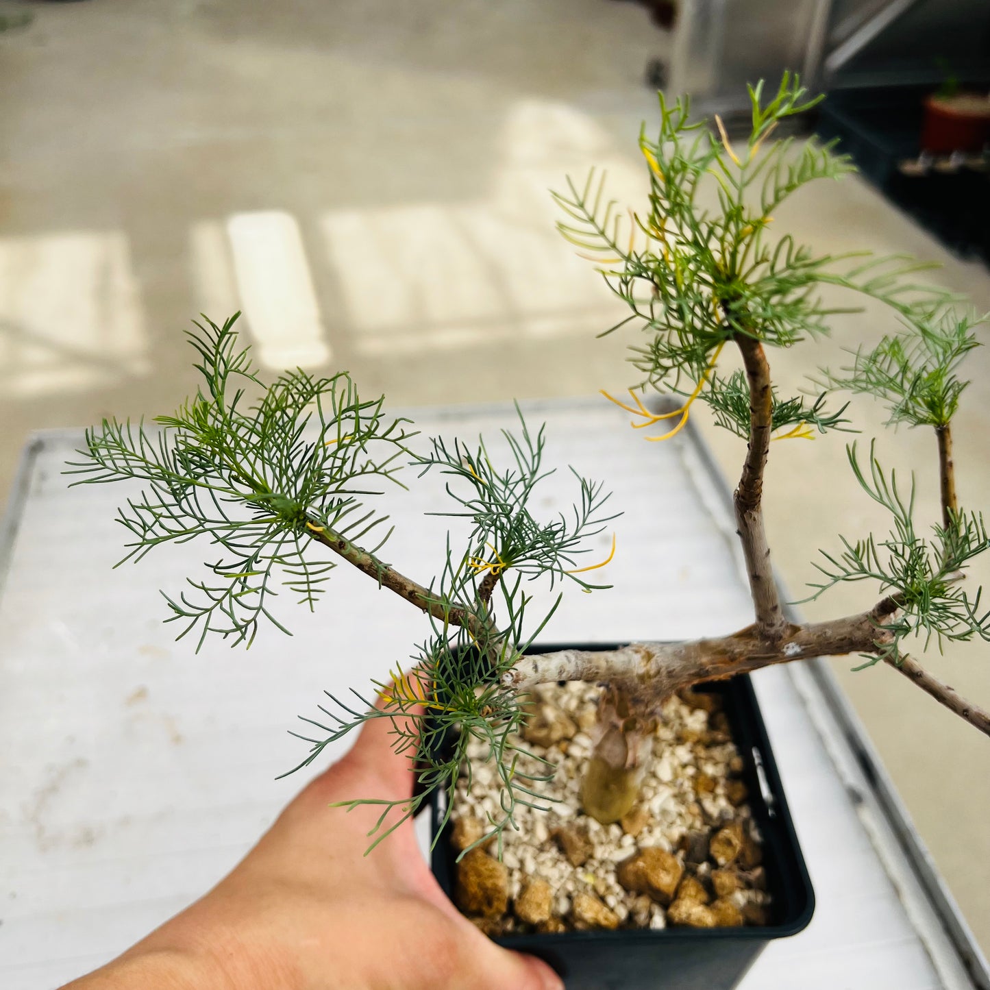 Commiphora craeuseliana, barroted plante