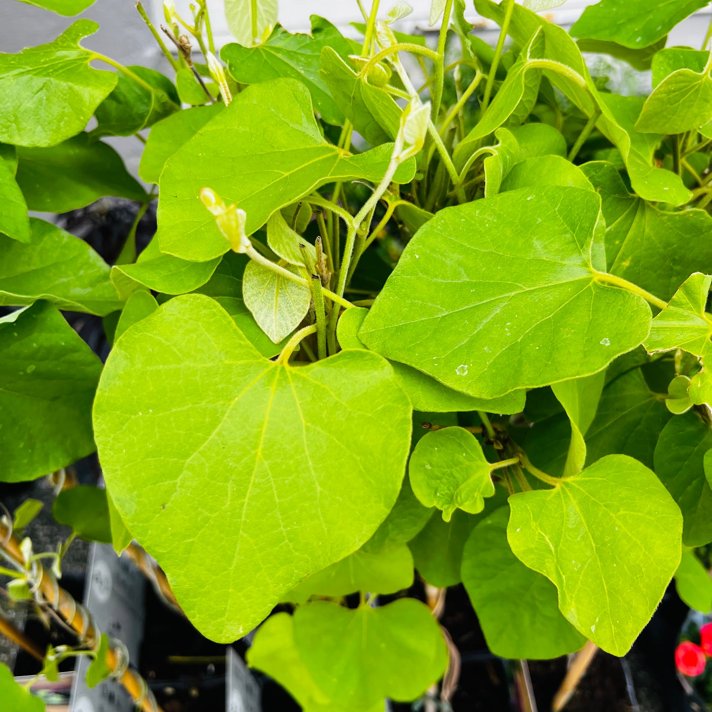 Aristolochia macrophylla, 15 cm potte