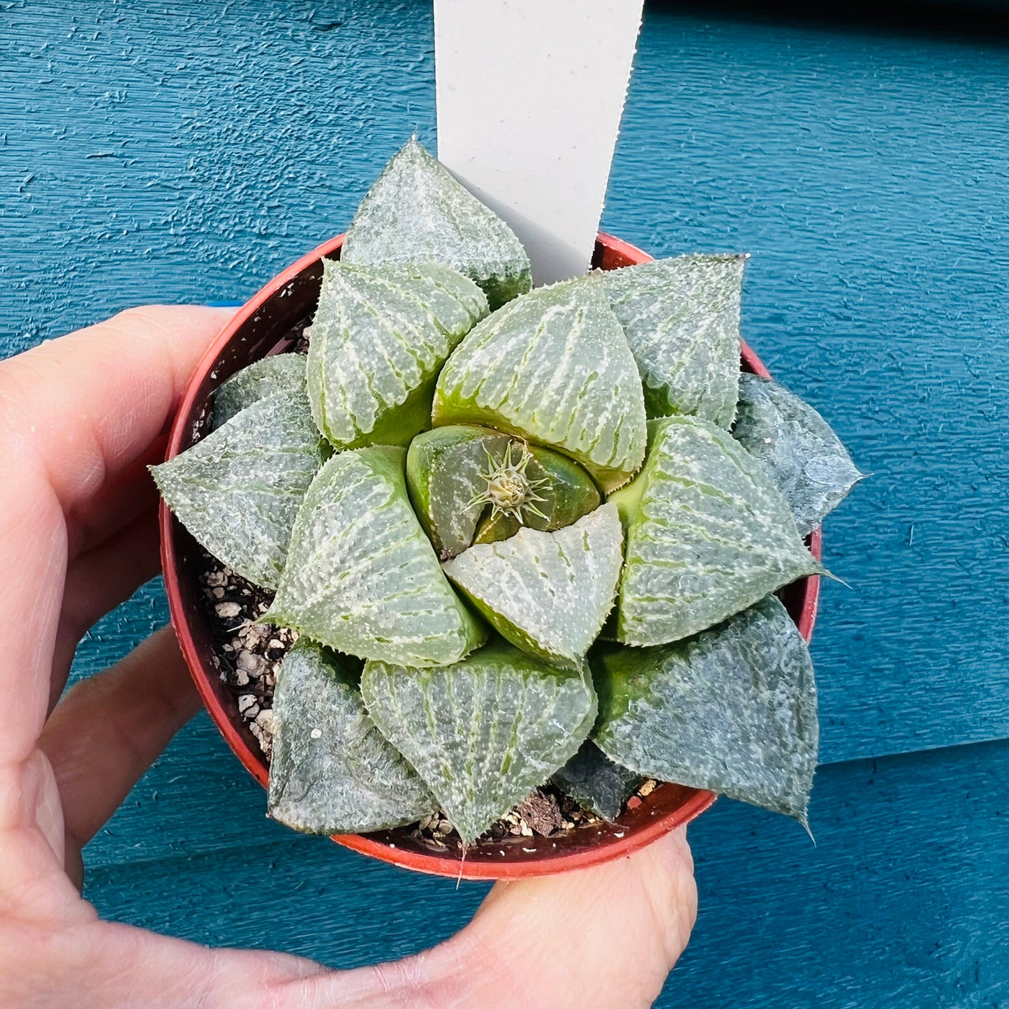 Haworthia sp. 1, 7 cm potte