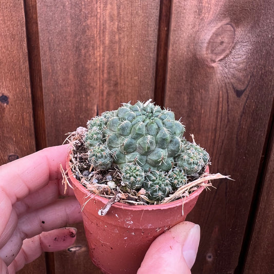 Sulcorebutia canigueralii, 5 cm potte