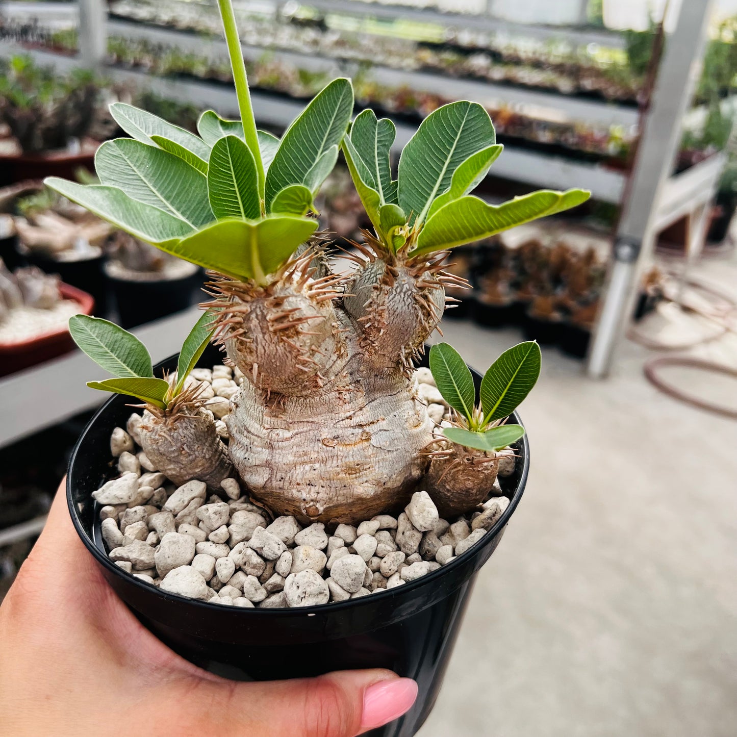 Pachypodium eburneum liten, barroted plante