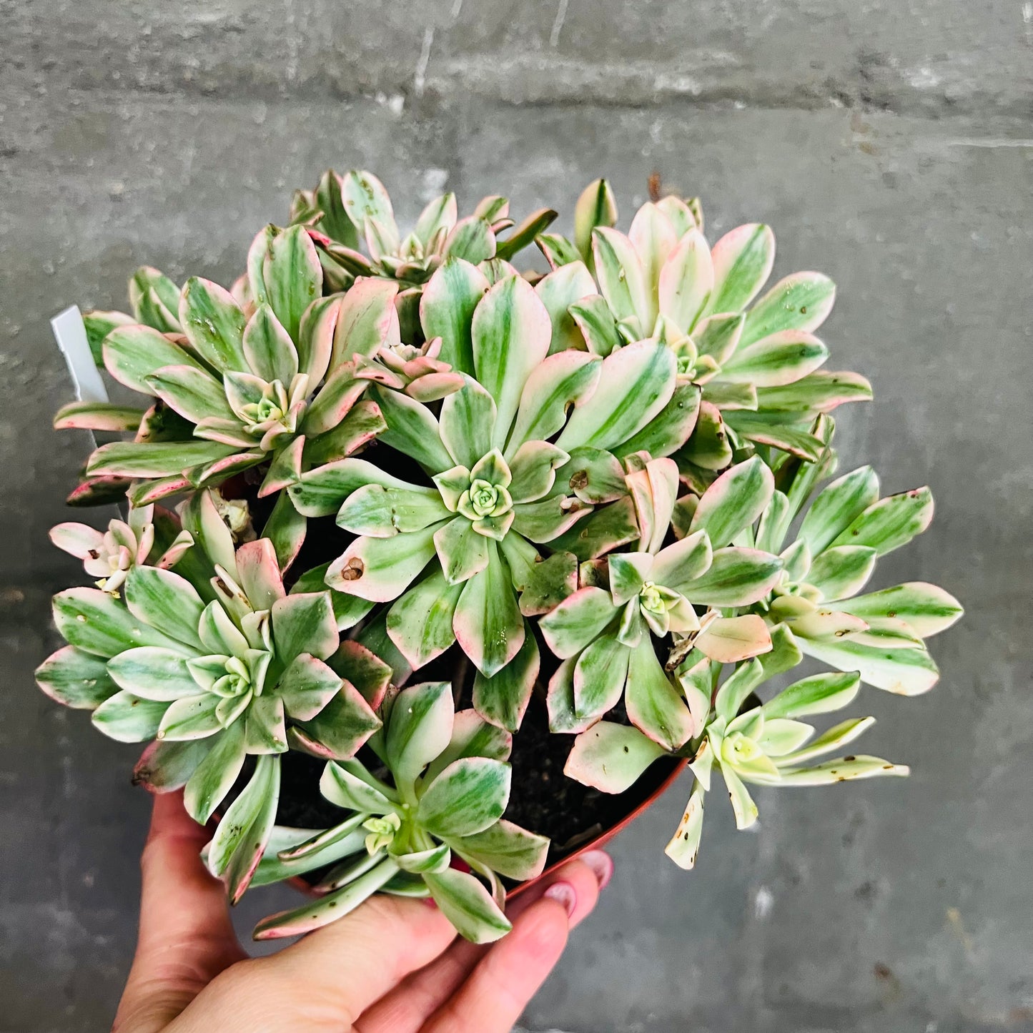 Aeonium Sweet Tea, 15 cm potte