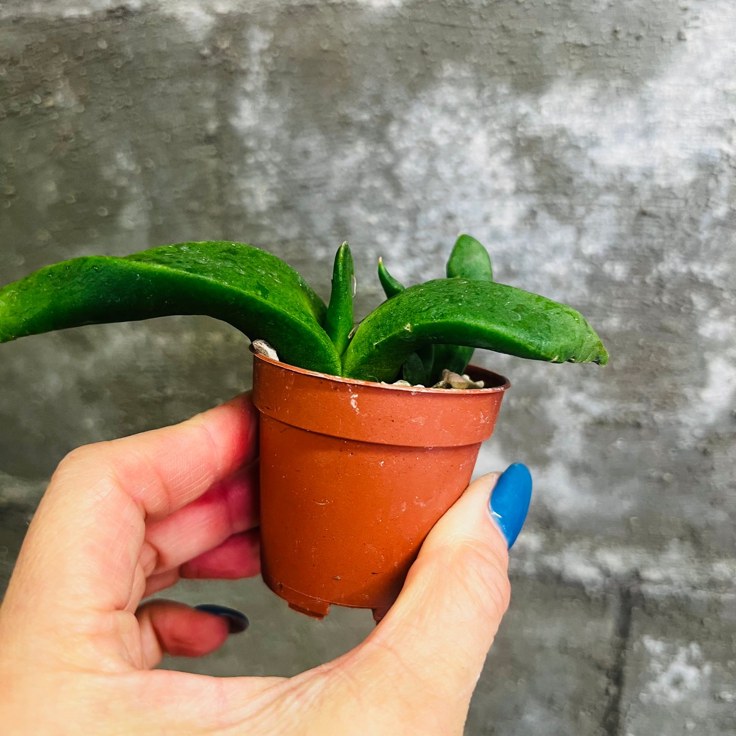 Glottiphyllum depressum, 4 cm potte