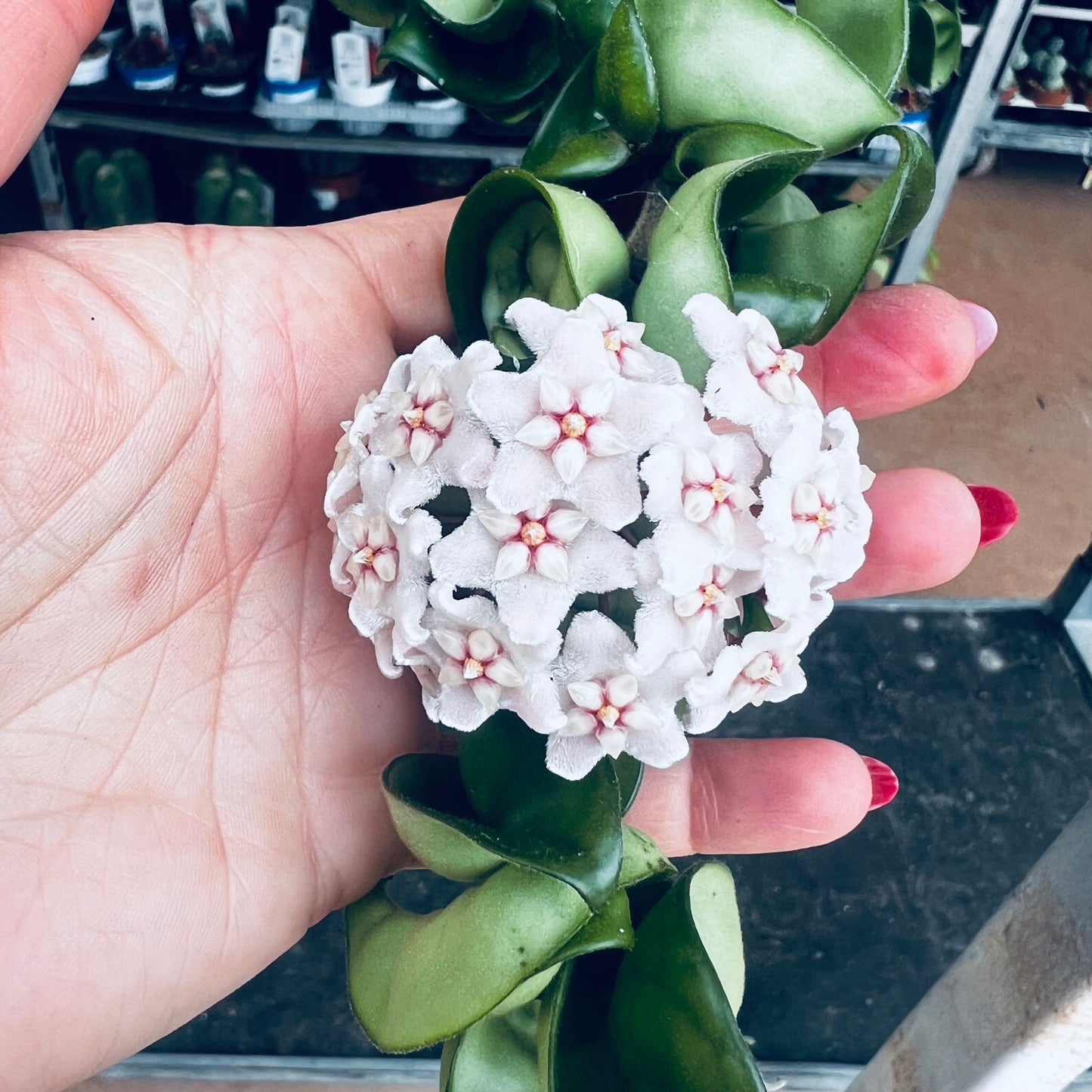 Hoya compacta, 15 cm potte