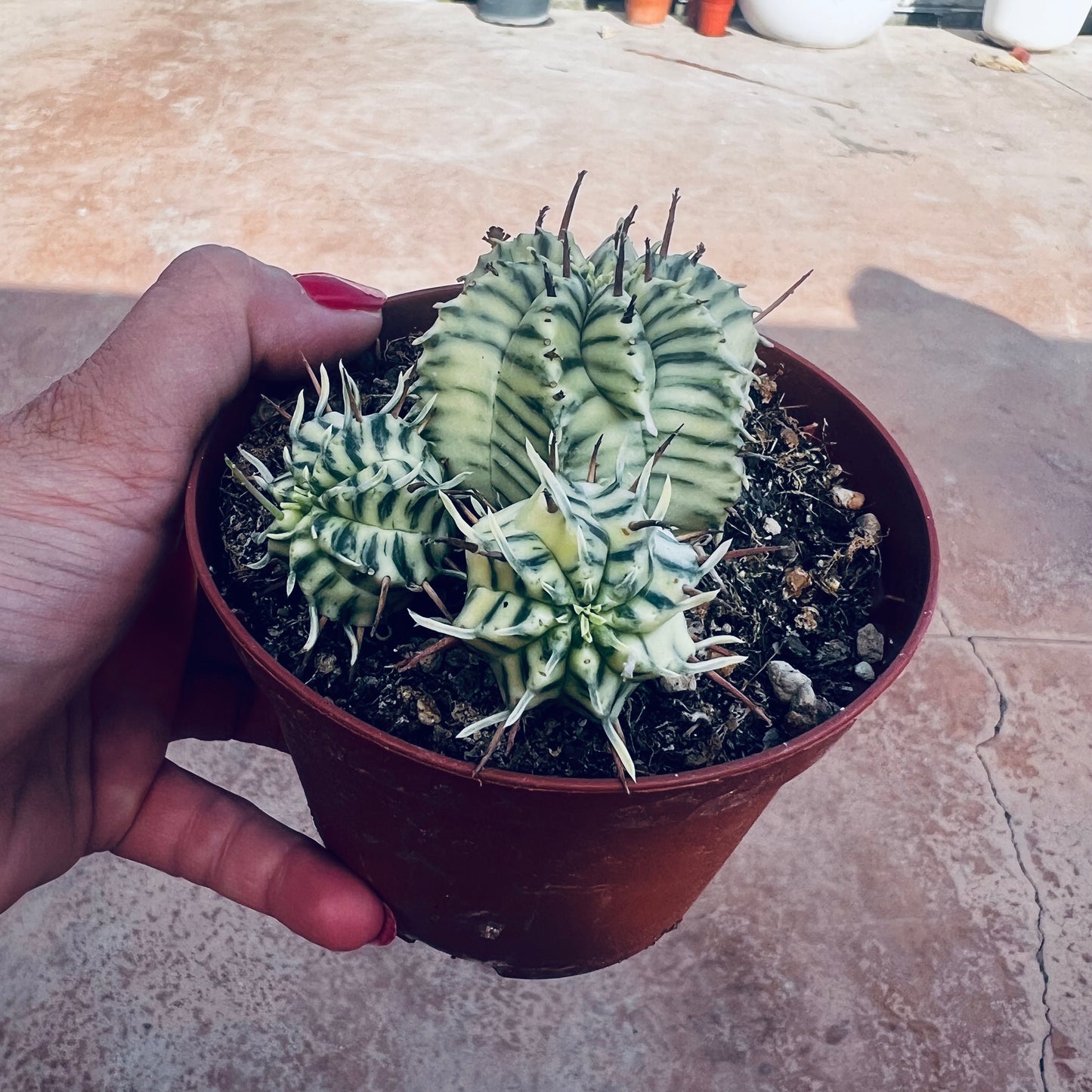 Euphorbia meloformis, 8 cm potte