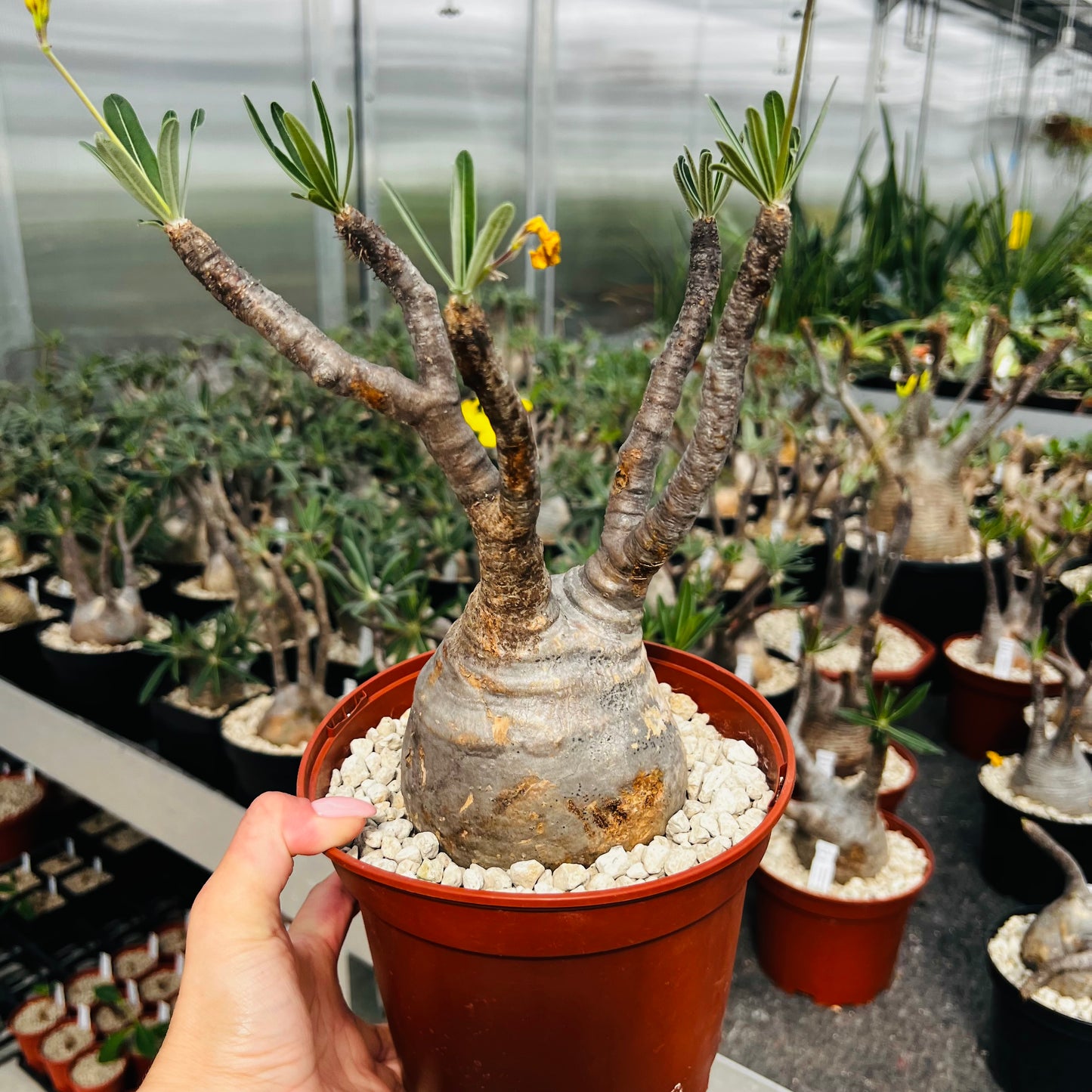 Pachypodium rosulatum ssp.gracilius, barroted plante