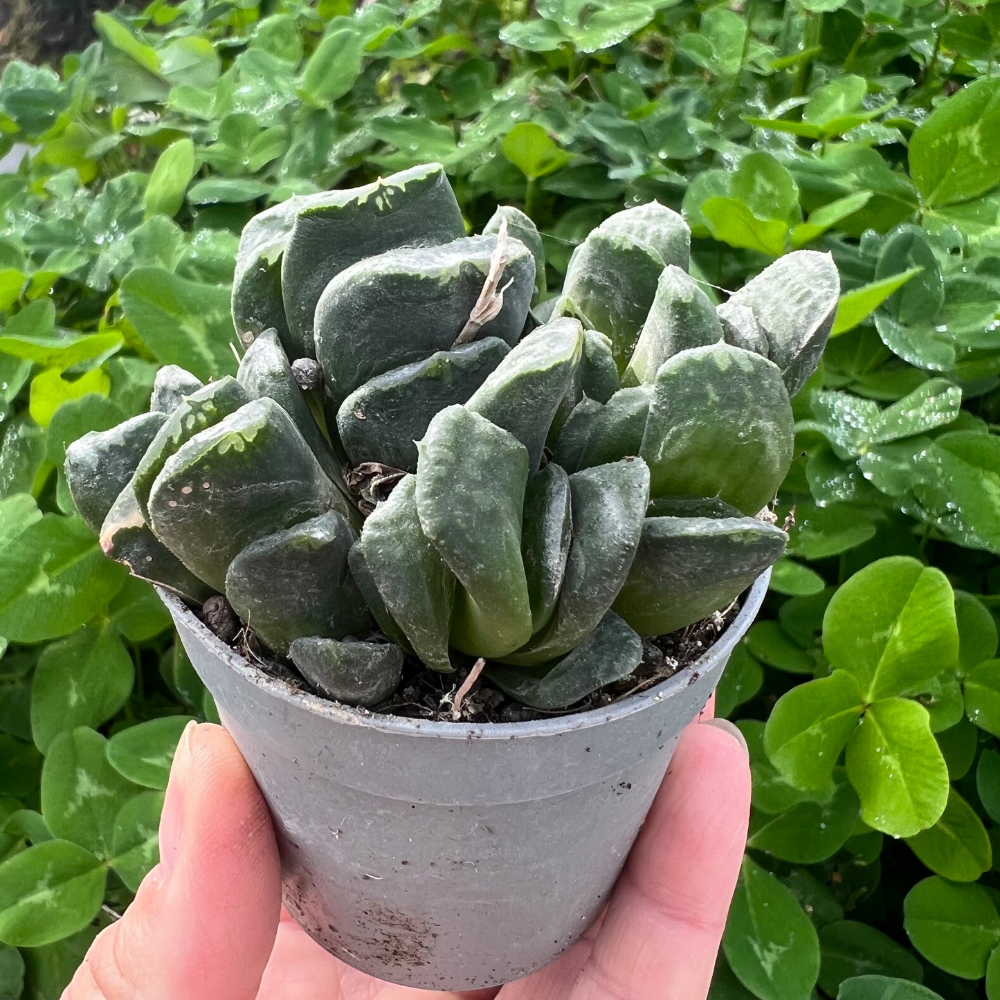 Haworthia truncata, 6 cm pot