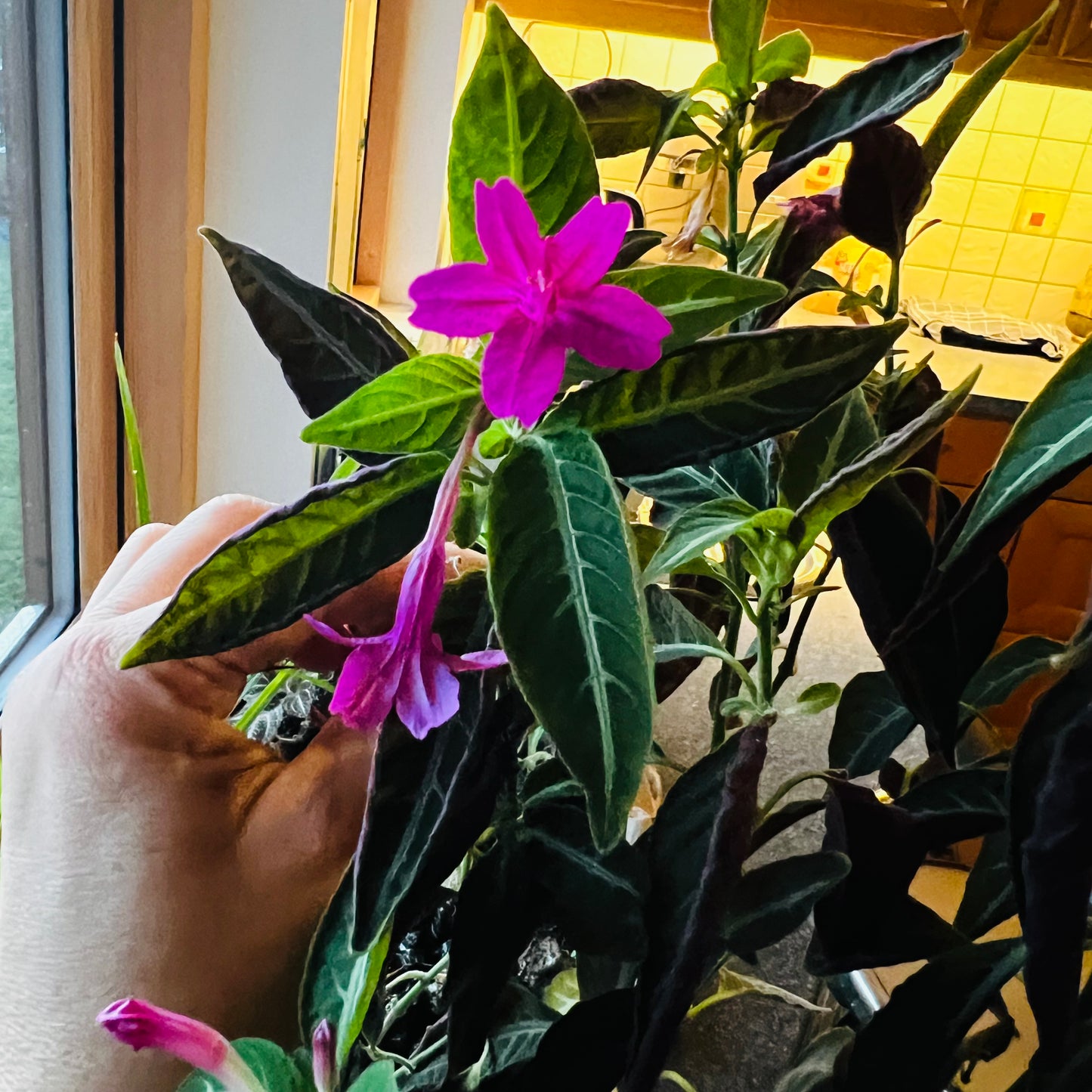 Ruellia makoyana, uroted stikling