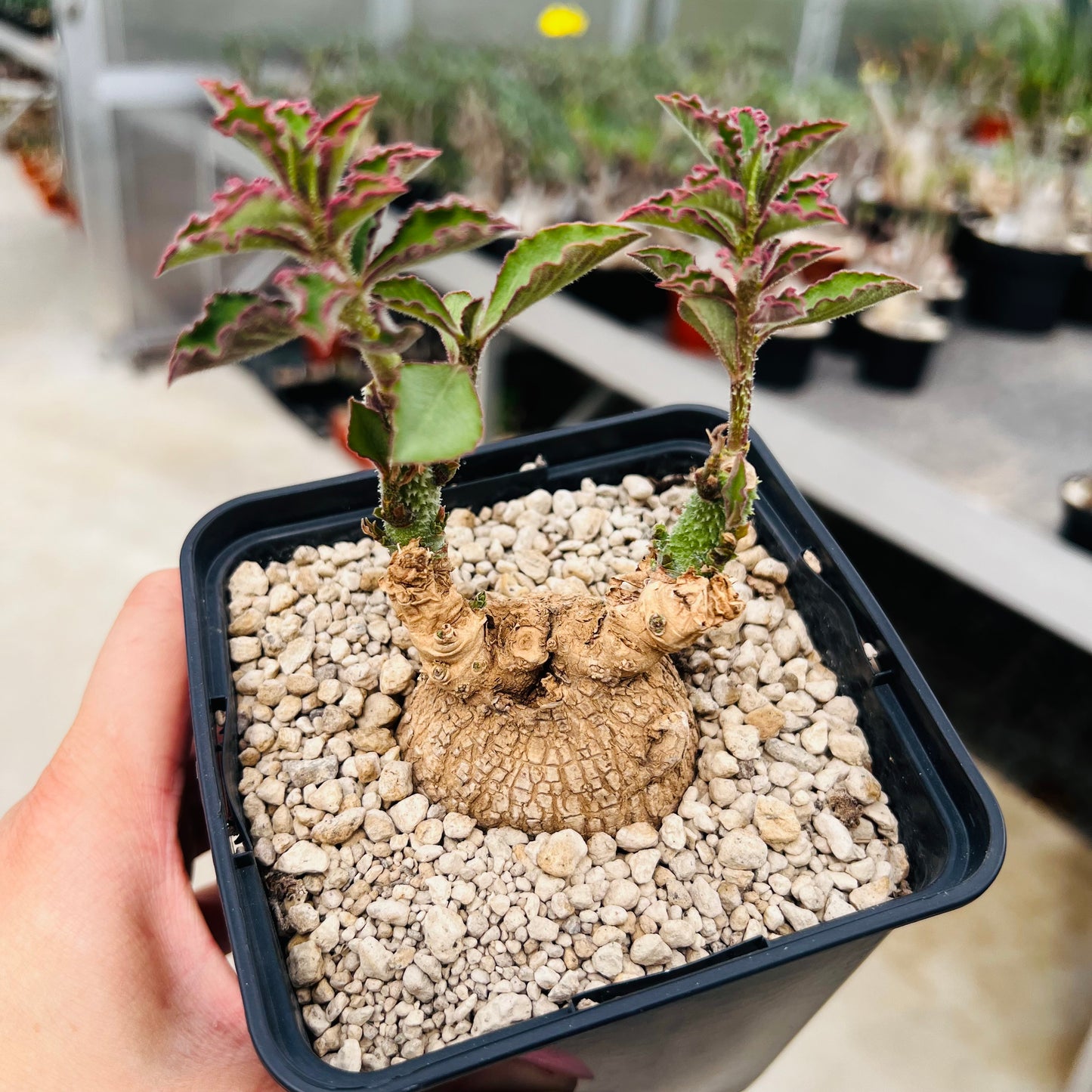 Monadenium echinulatum, barroted plante