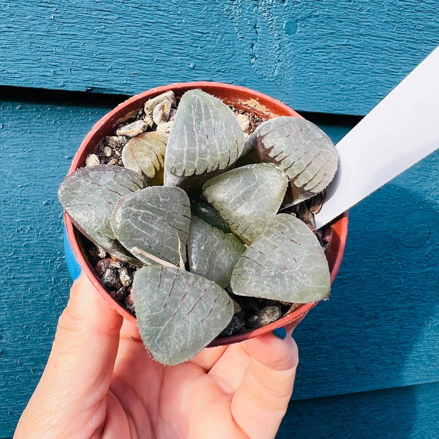 Haworthia sp. 3, 7 cm potte