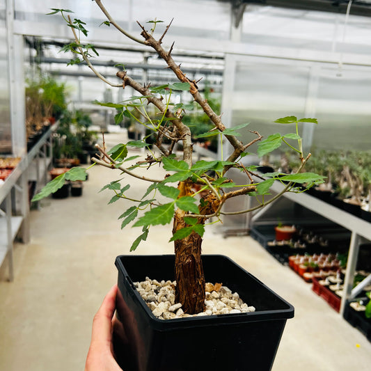 Commiphora sp., barroted plante