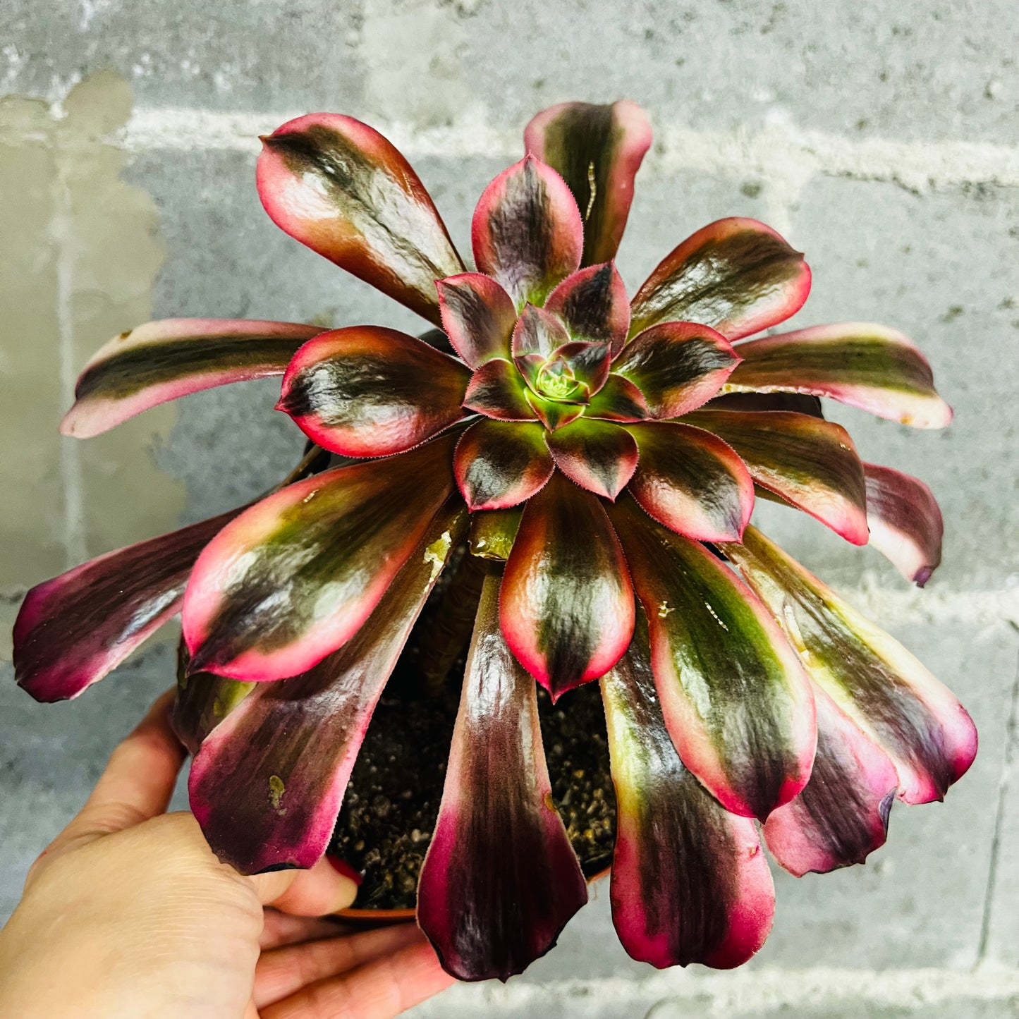 Aeonium Medusa, 15 cm potte