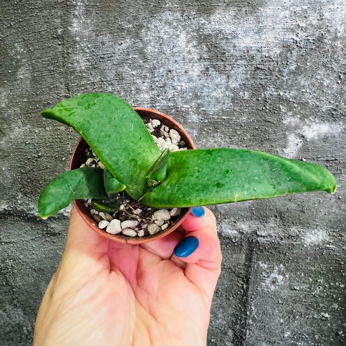 Glottiphyllum depressum, 4 cm potte