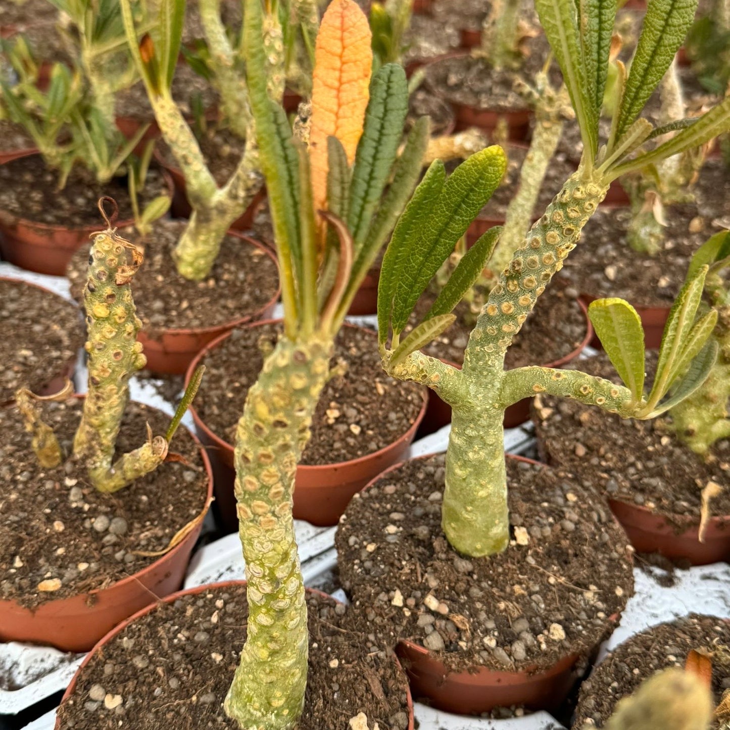 Dorstenia gigas, 8 cm potte