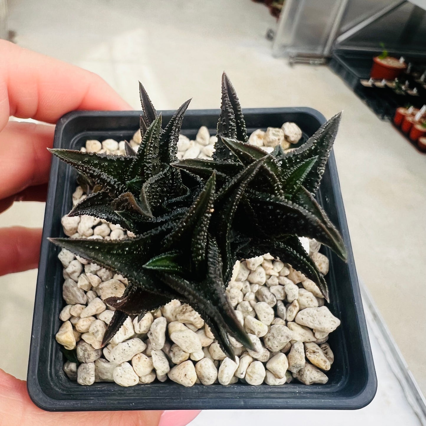 Haworthia nigra, barroted plante