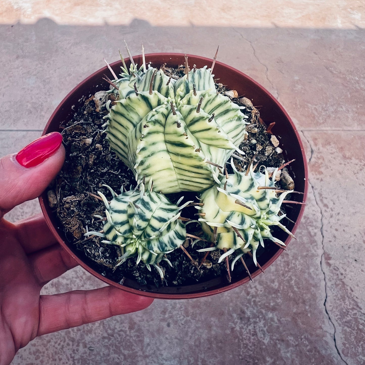 Euphorbia meloformis, 8 cm potte