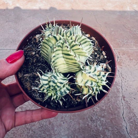 Euphorbia meloformis f.variegata, 8 cm potte