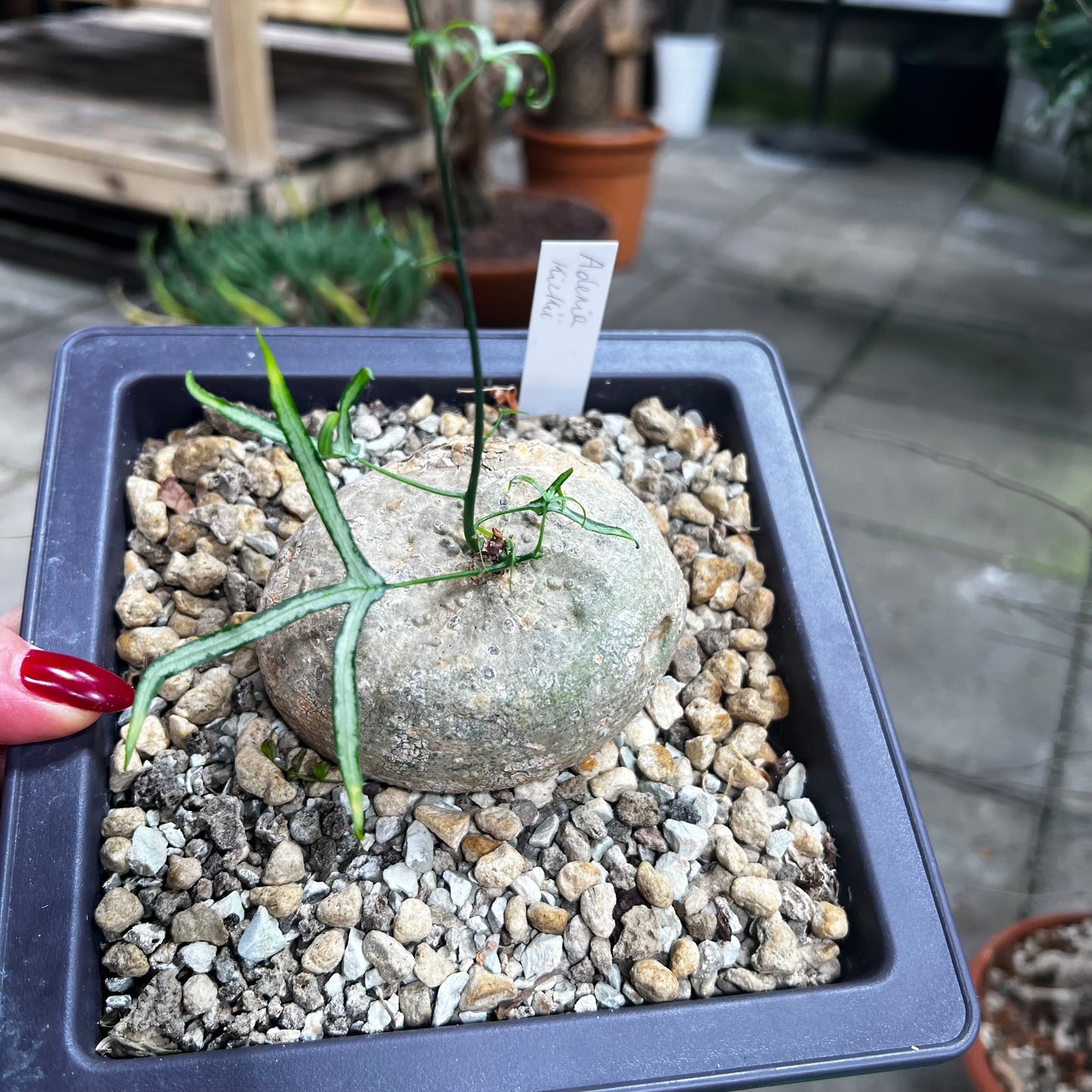 Adenia kirkii, 17 cm potte