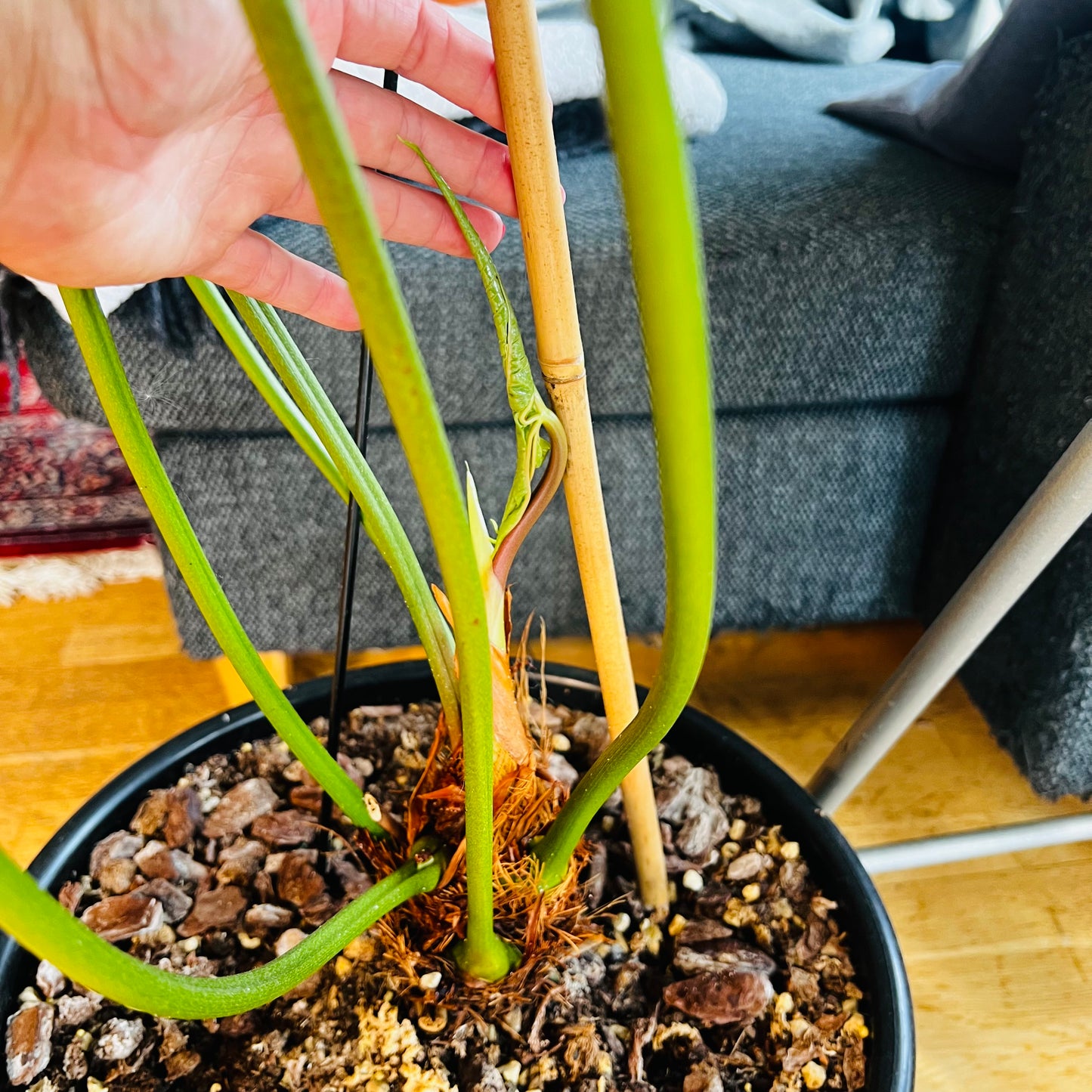 Anthurium pedatum , 32 cm potte