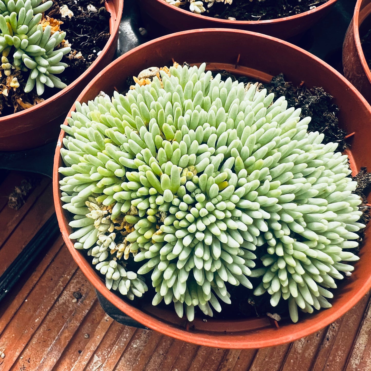 Delosperma sphalmanthoides, 3 cm potte