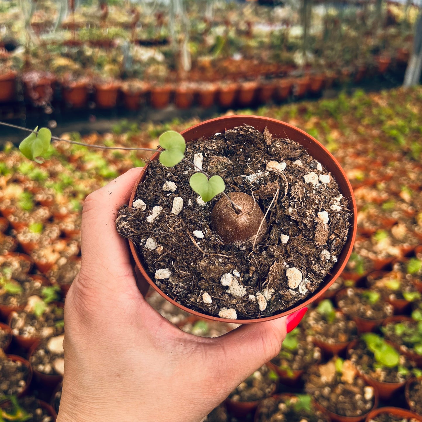 Dioscorea elephantipes, 10 cm potte