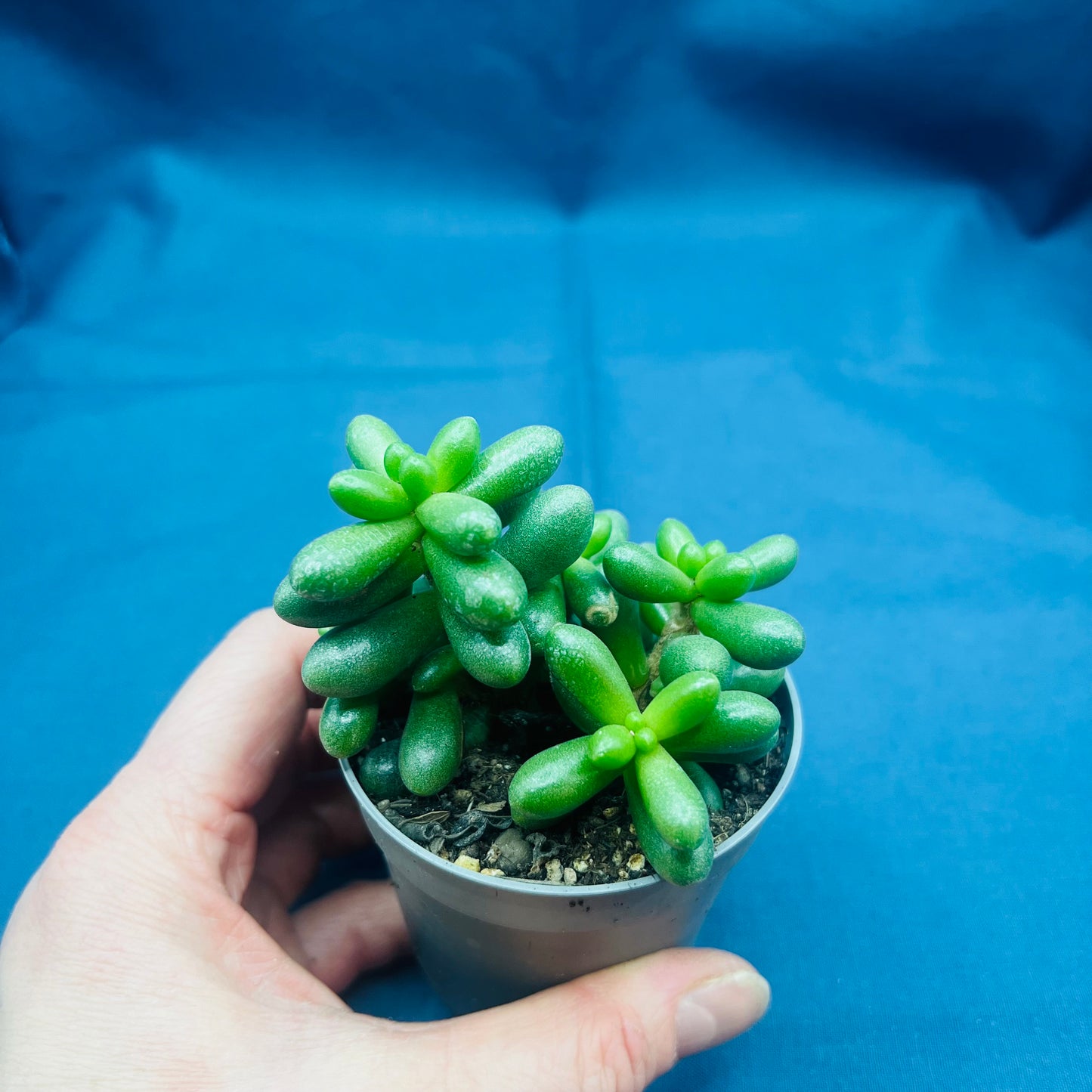 Sedum hernandezii, 6 cm pot