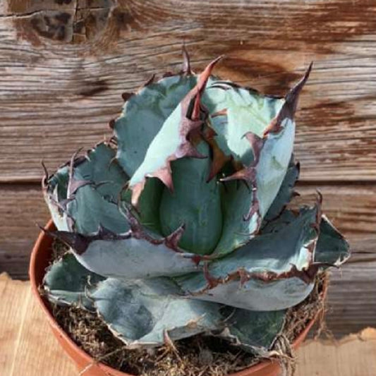 Agave titanota black and blue, 10,5 cm potte