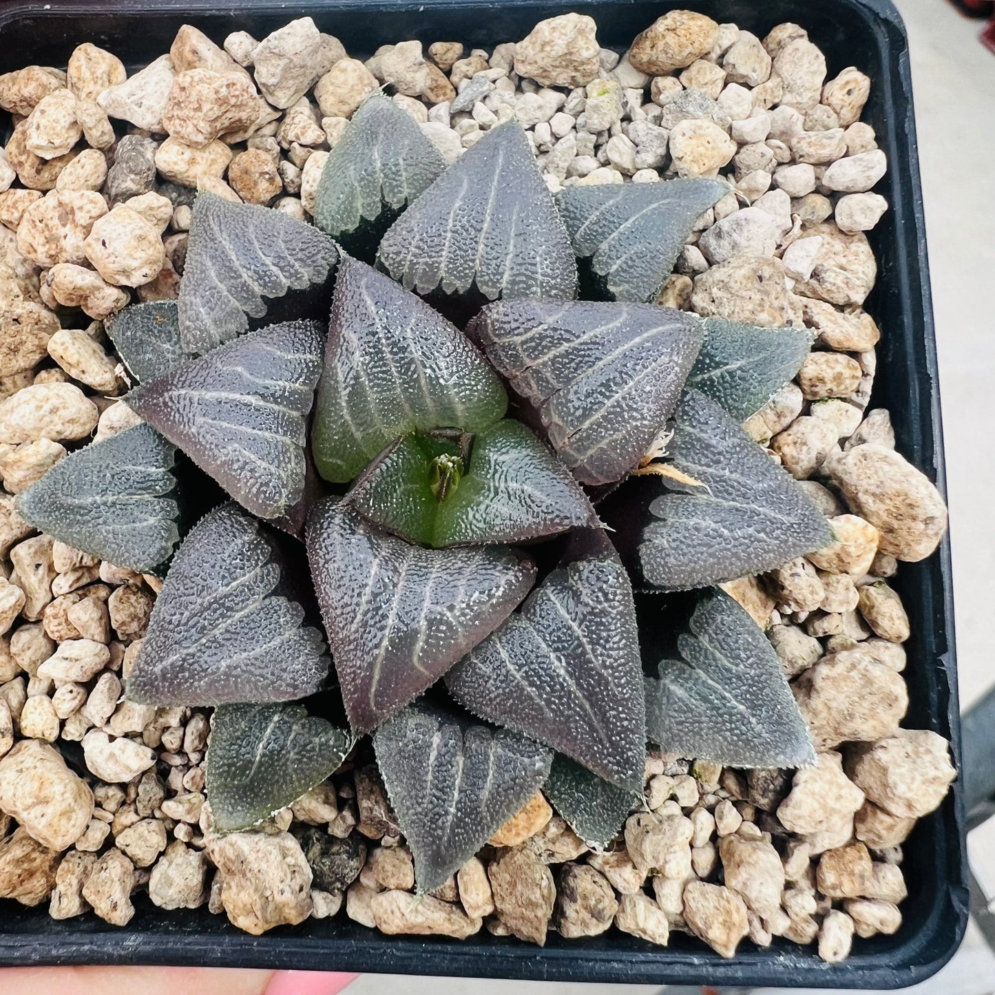 Haworthia bayeri, barroted plante