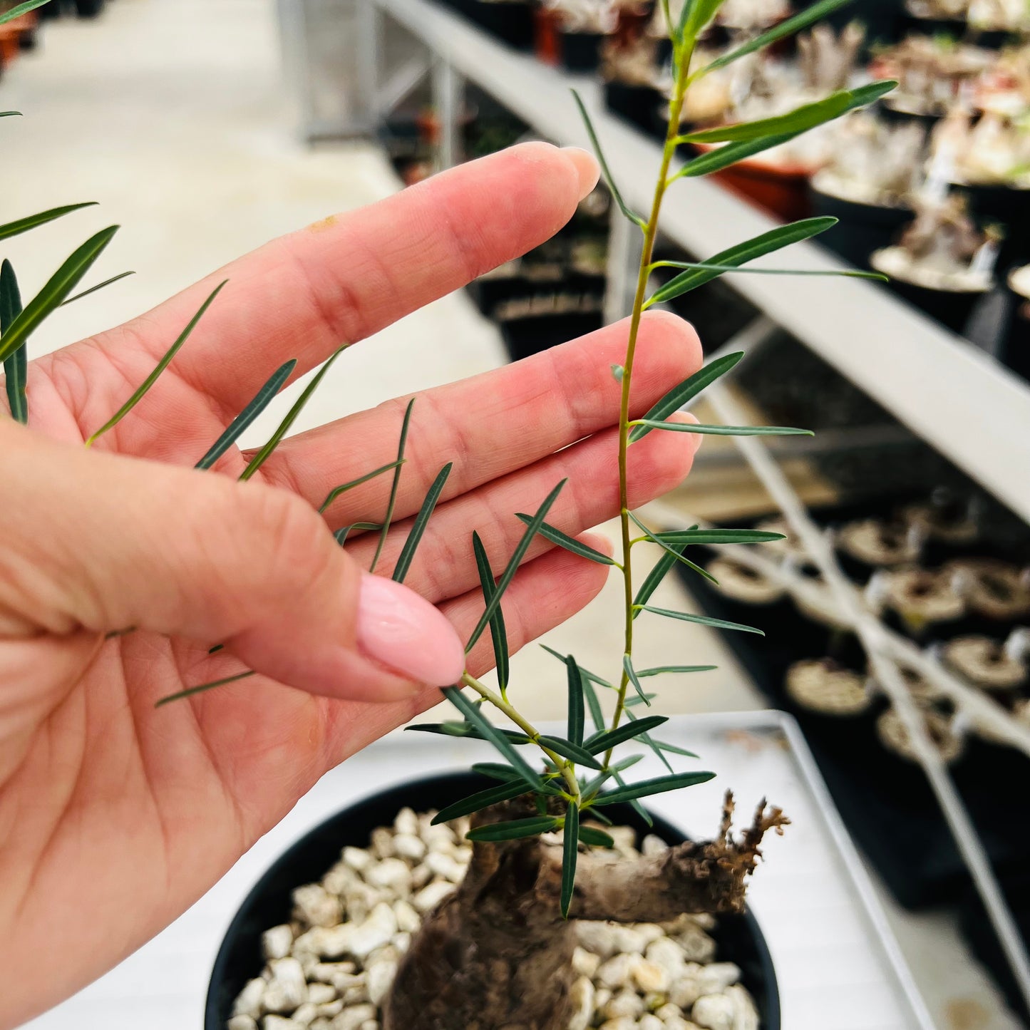 Euphorbia bongensis, barroted plante