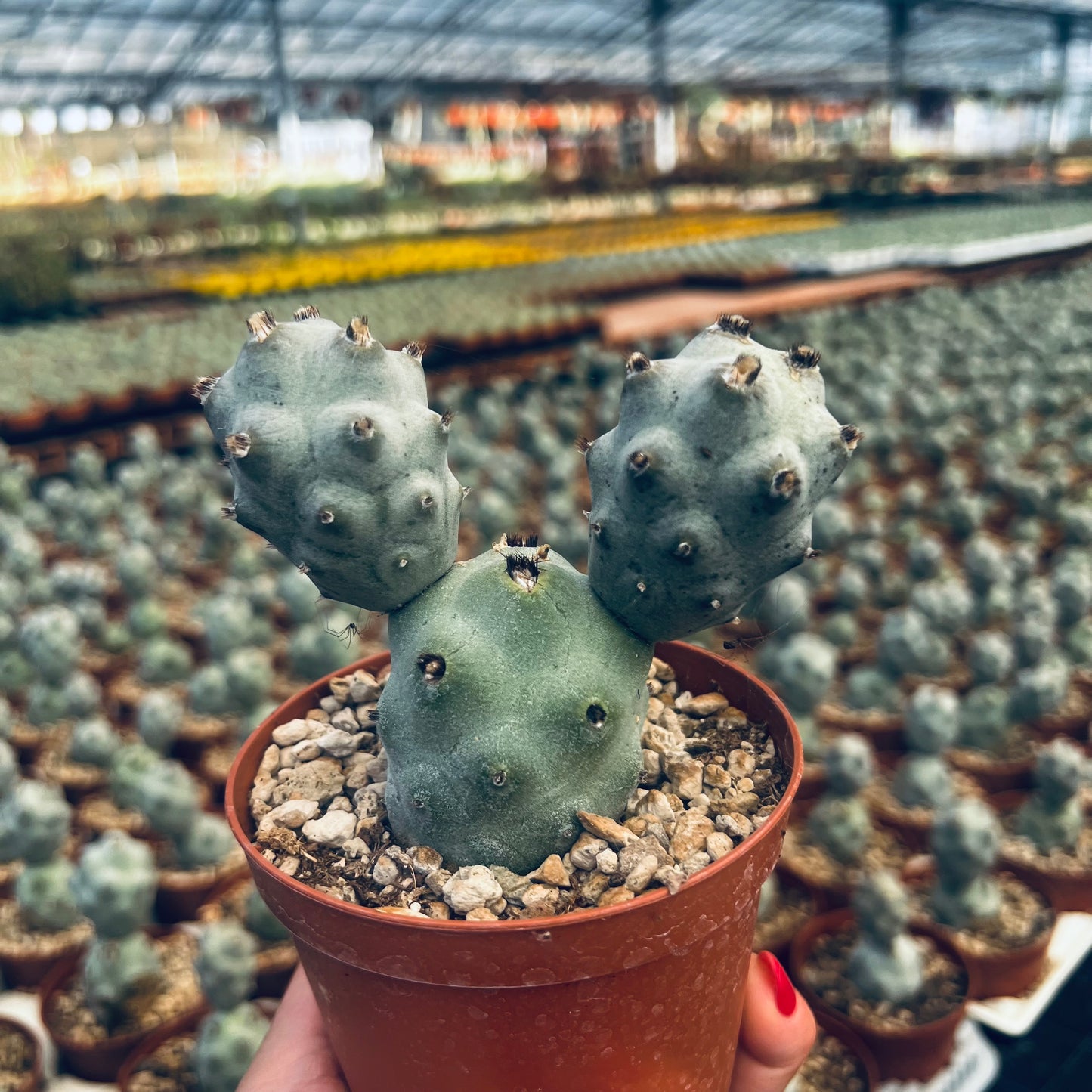 Tephrocactus calvus, 10 cm potte