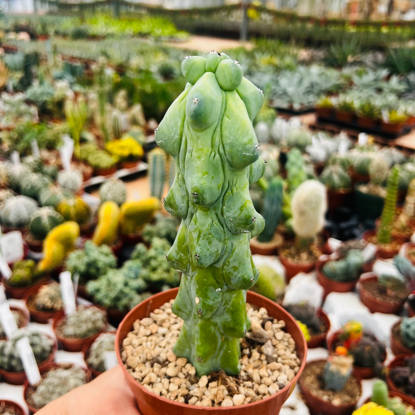 Myrtillocactus geometrizans fukurokuryuzinboku, 10 cm potte