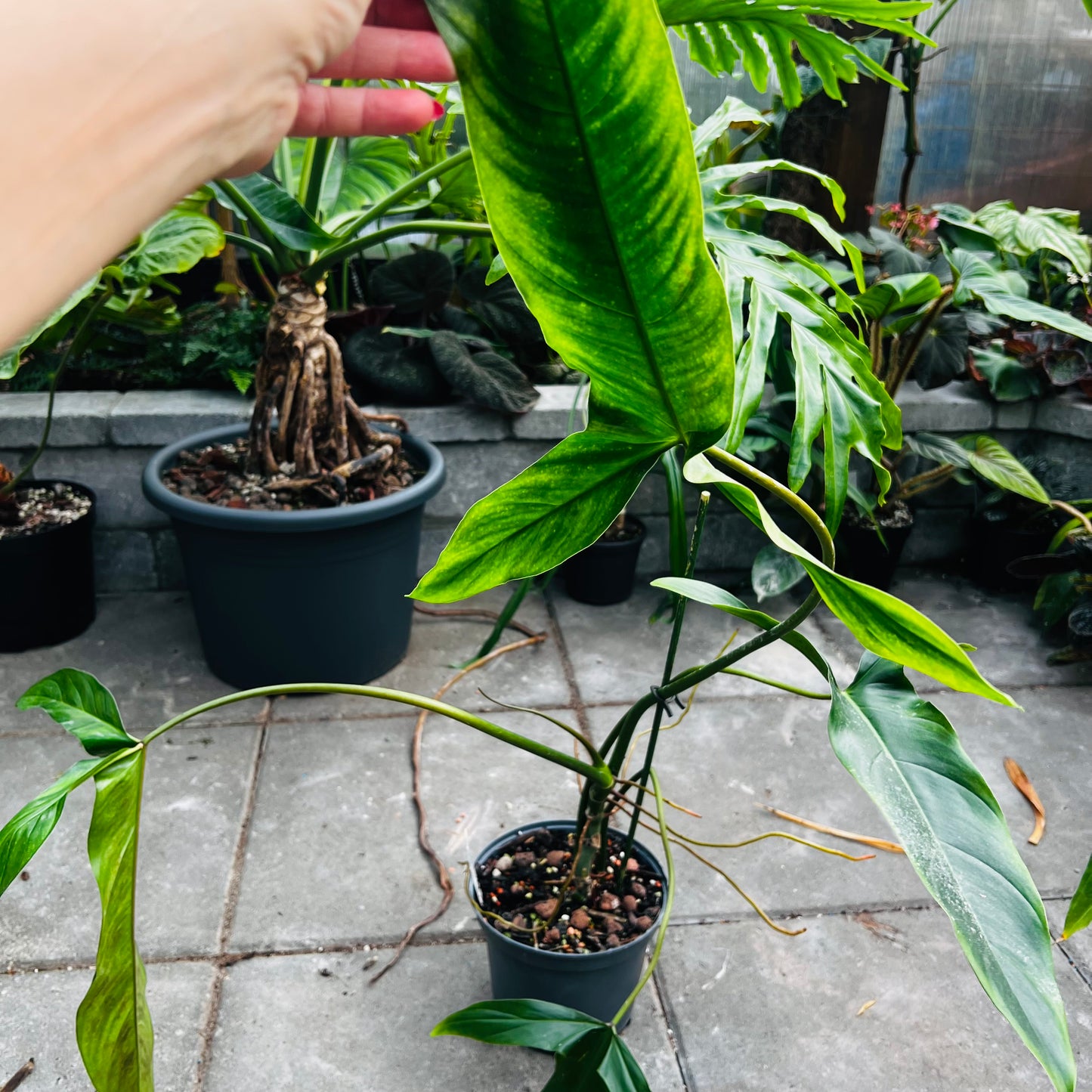 Philodendron Dayaneth Dreams (paloraense cf x spiritus-sancti), 19 cm potte