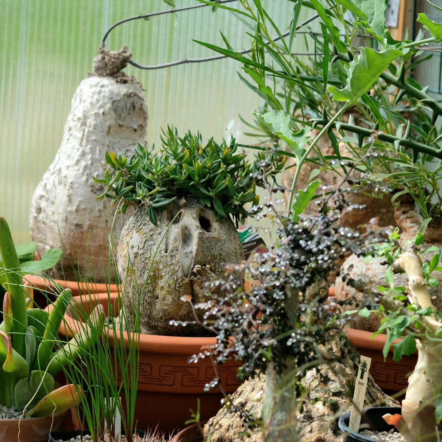 Care and potting of caudex plants