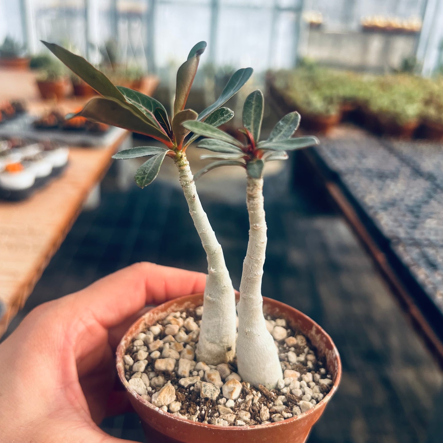 Adenium obesum, 8 cm potte