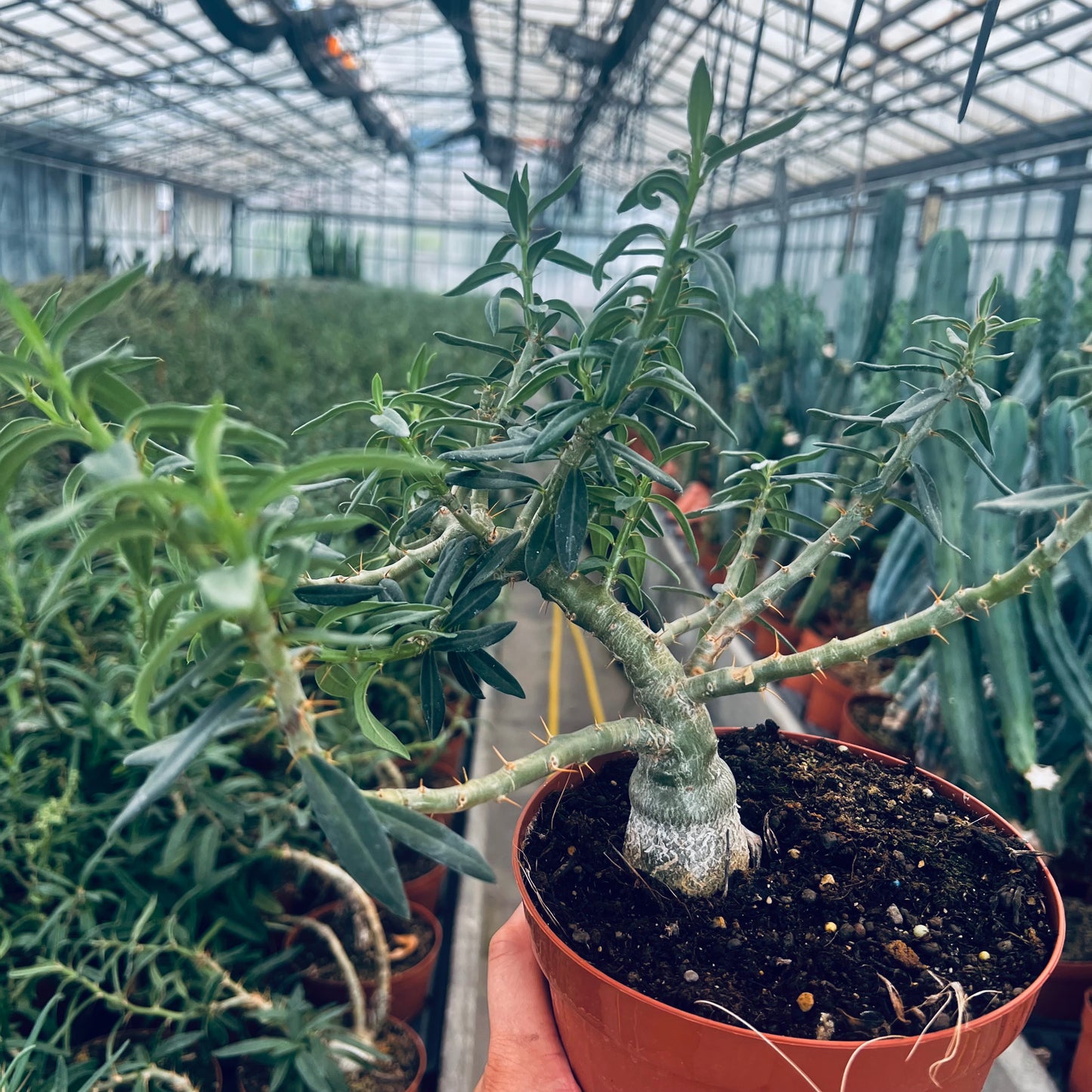 Pachypodium bispinosum, 15 cm potte