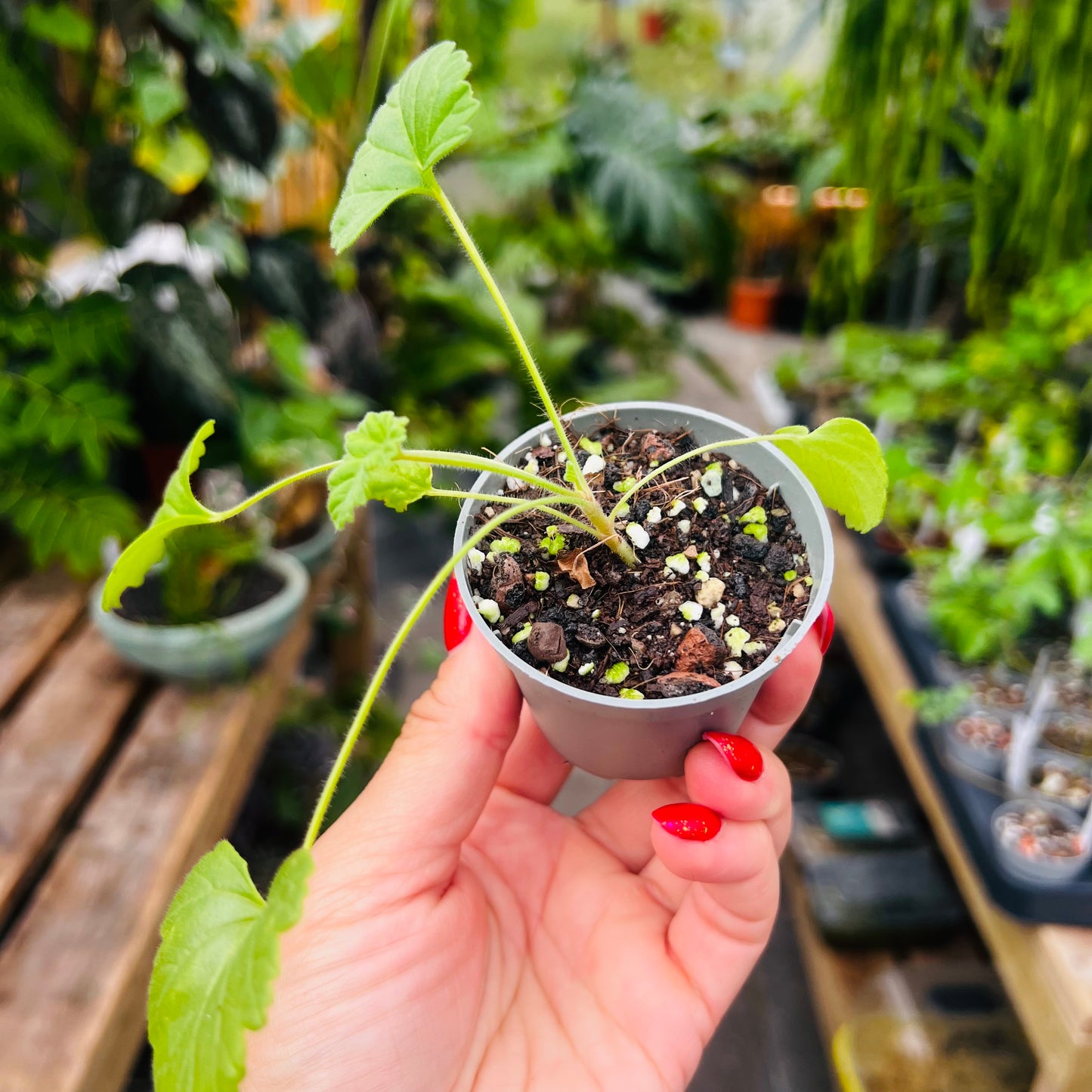 Pelargonium grossularoides, 6 cm potte