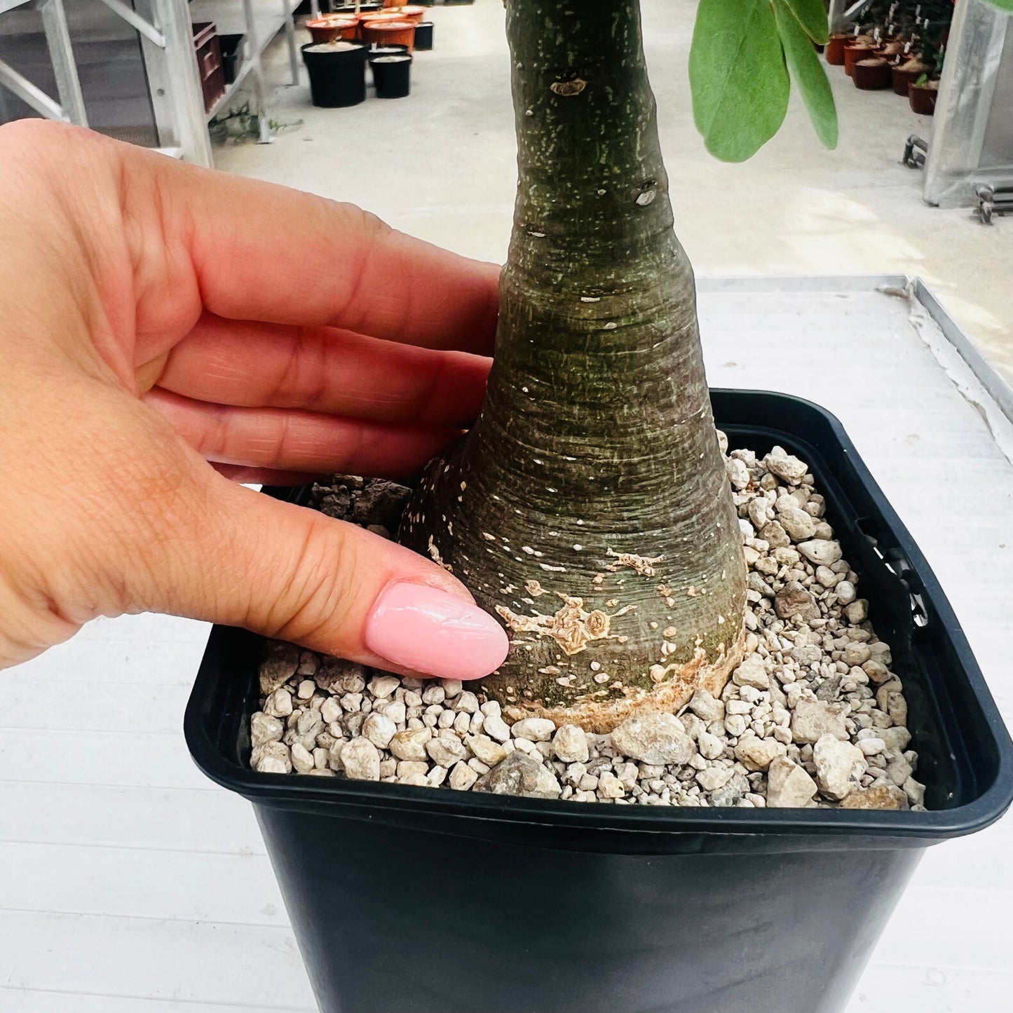 Adenia glauca liten, barroted plante