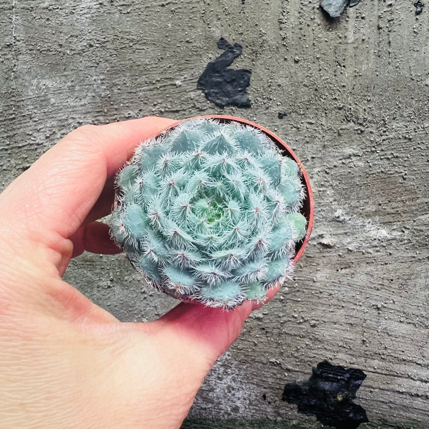 Echeveria setosa x rundelii, 6 cm potte