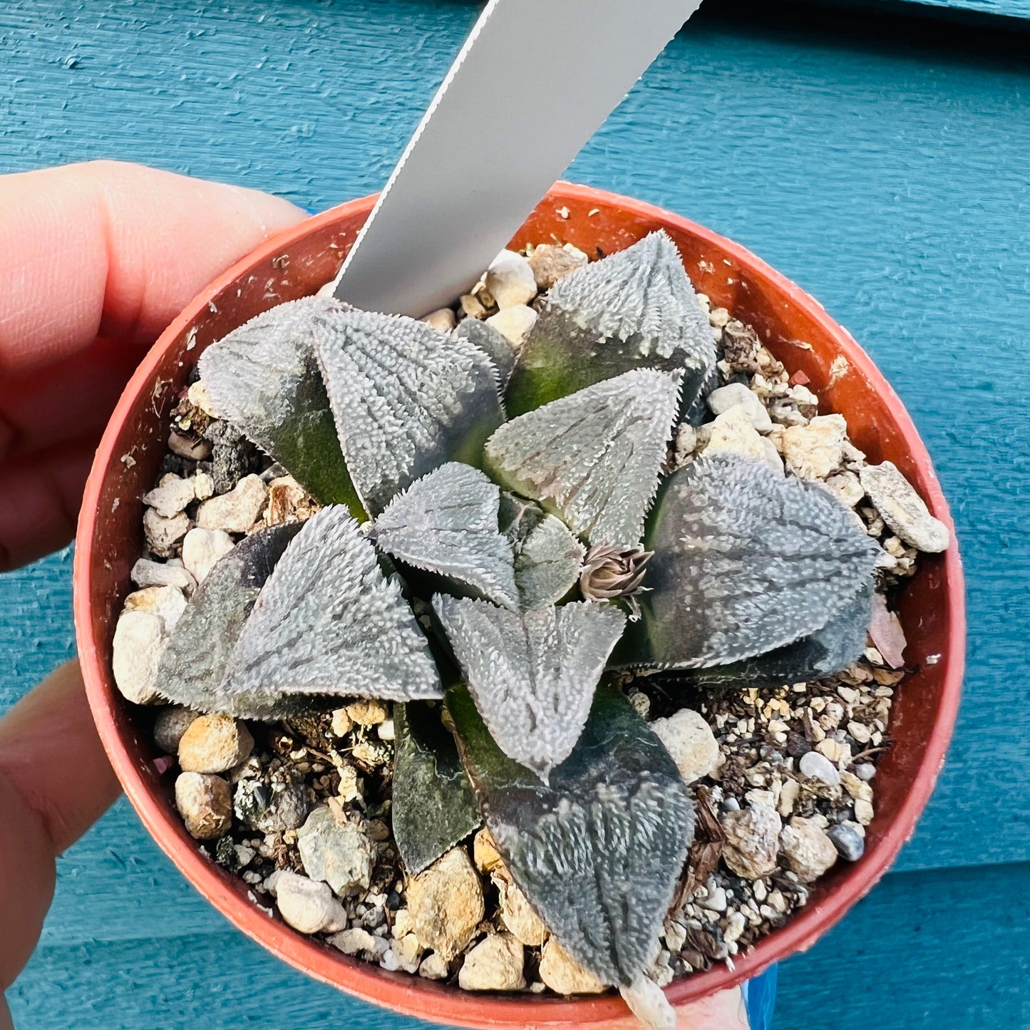 Haworthia sp. 5, 7 cm potte