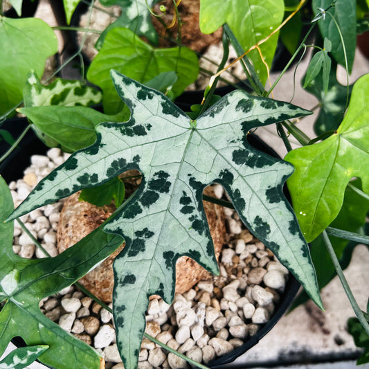 Adenia lindenii, barroted plante