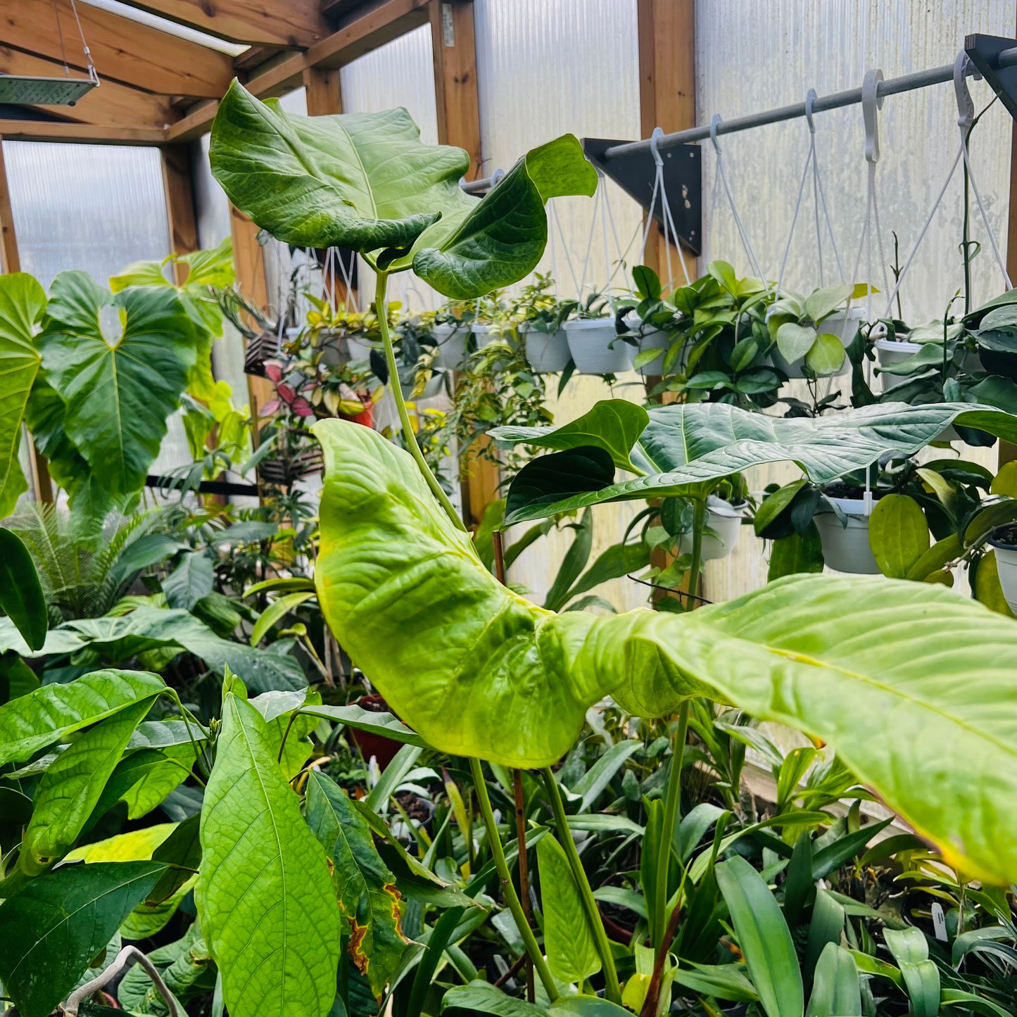 Anthurium insigne gigante, 22 cm potte