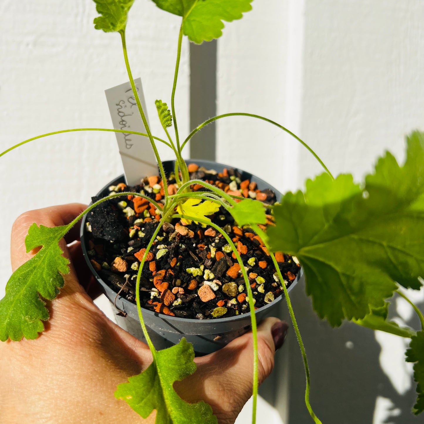 Pelargonium sidoides